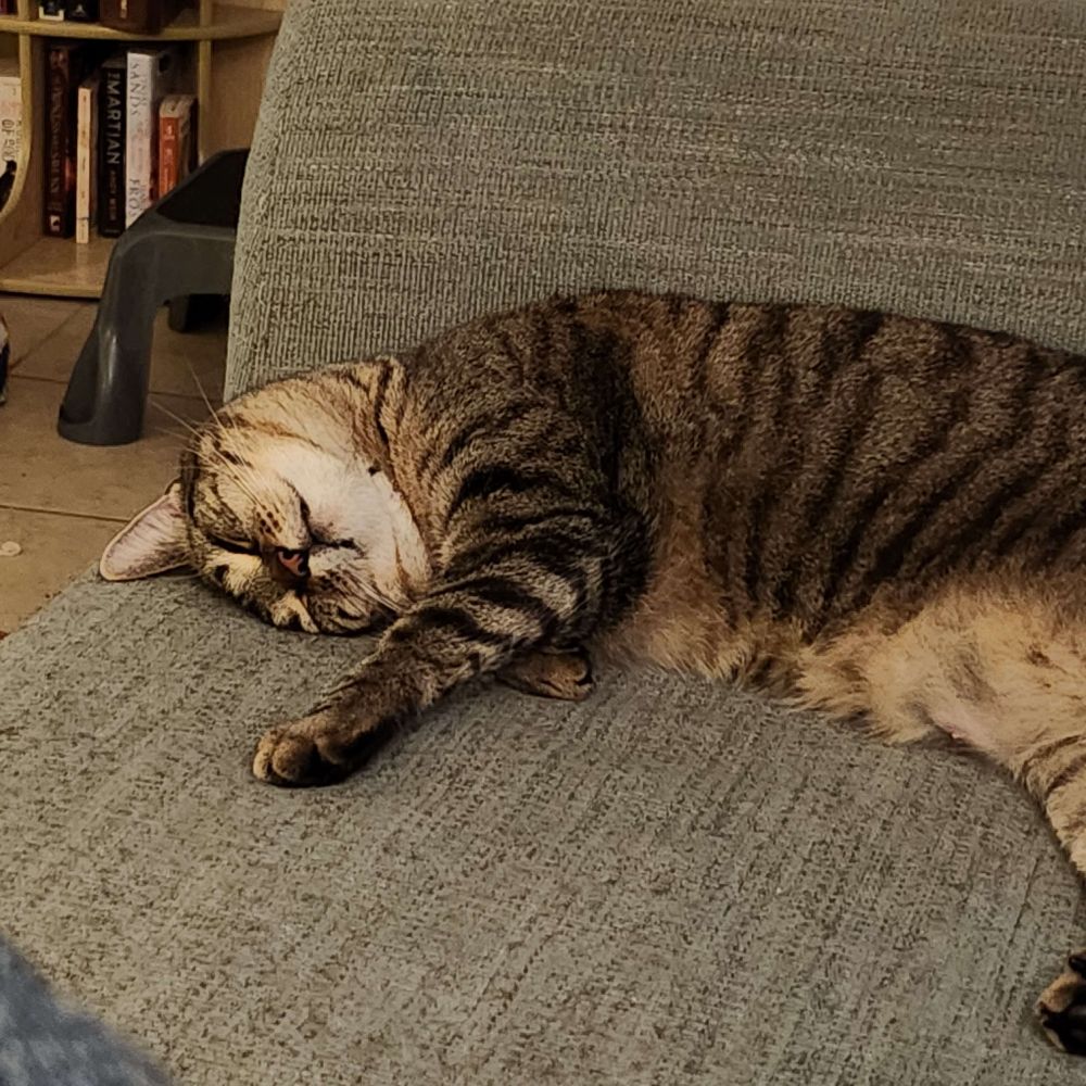 The cutest cat sleeps with her head curled around and one leg stretched out.