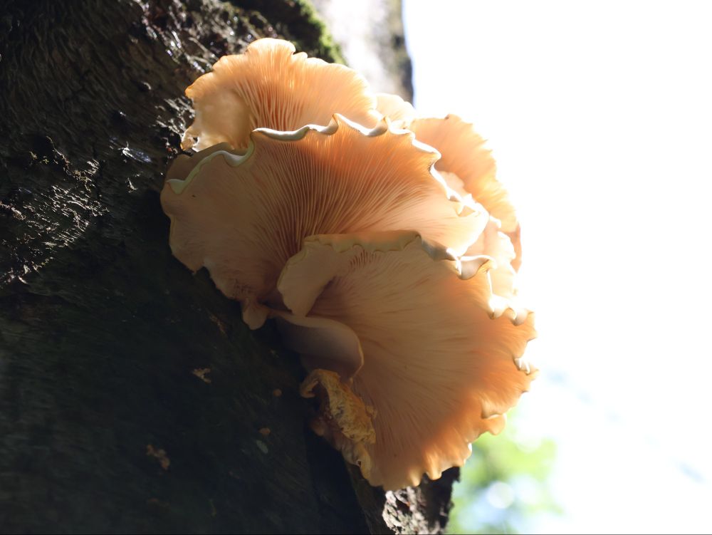 Mushrooms growing on the side of a tree with a bright background.