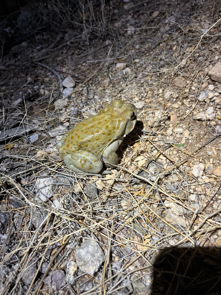 Sonoran desert toad