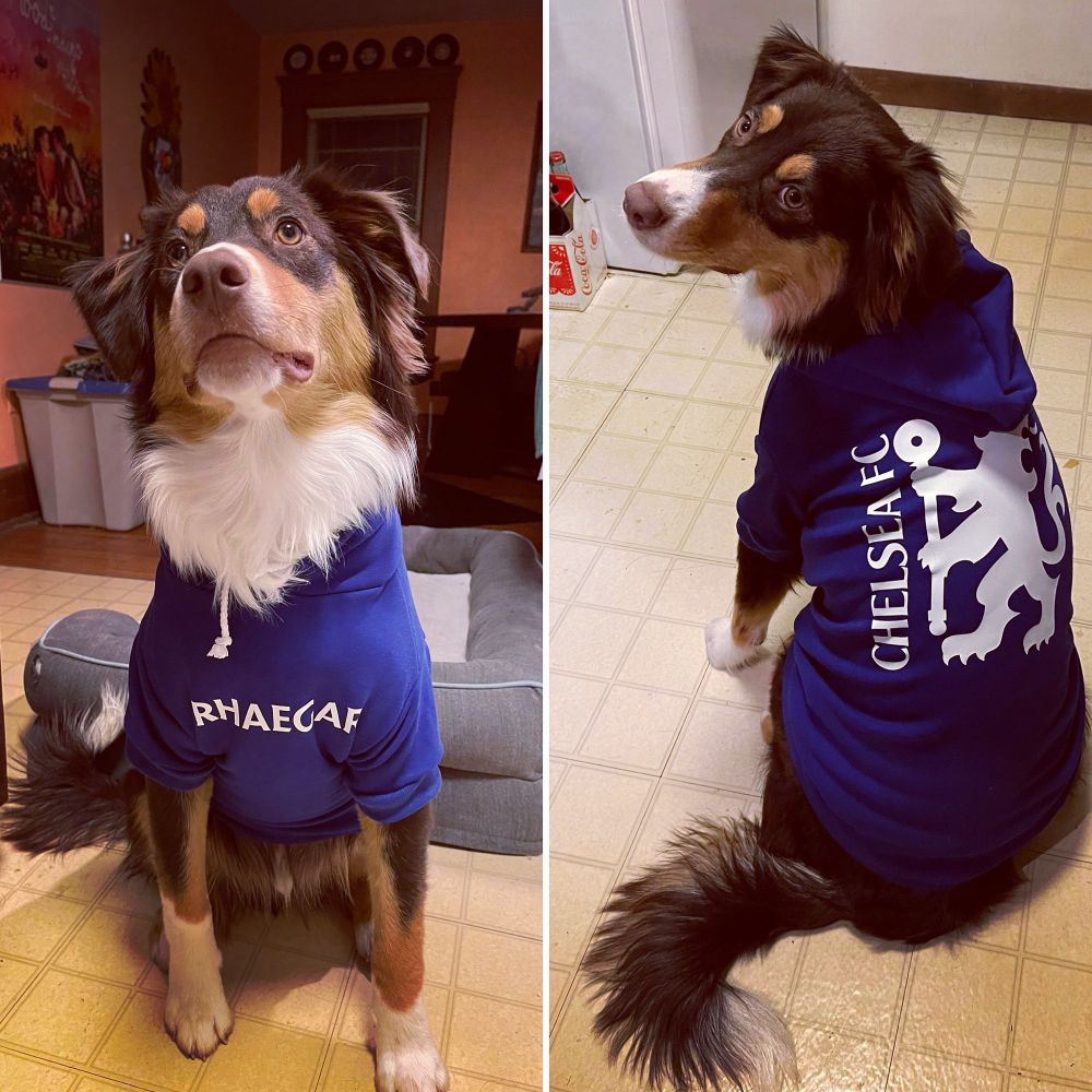 Rhaegar the dog wearing a Chelsea sweater 