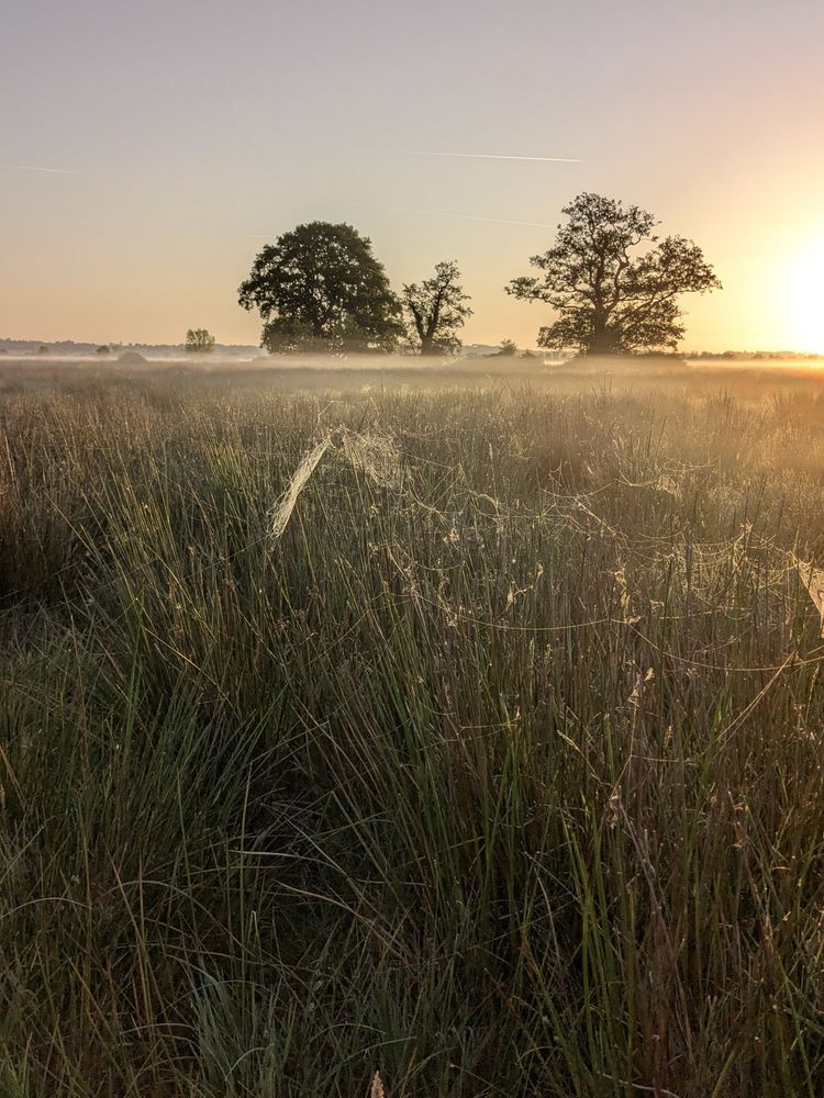 Cobwebs on soft rushes with early morning mist and sunlight.