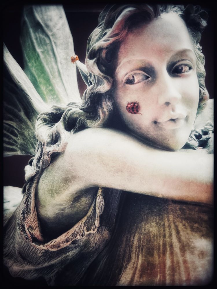 Playful photo of Garden Fairy sculpture with live Lady Bugs on cheek and
right ear it appears fairy is looking towards the bugs 