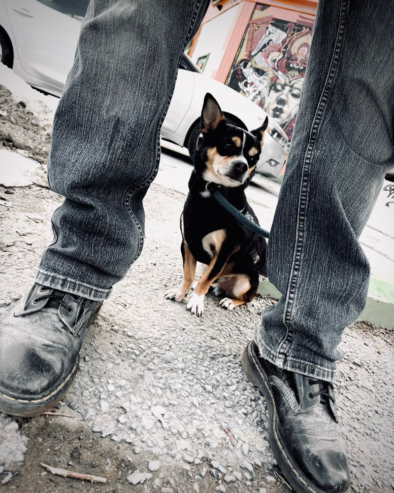 It’s Still Rock & Roll to Me.
Bruno and I one day playing hooky to go by some film + chemistry for B&W took between legs dog portrait at Jarvis & Queen E. Spring 2023
#BelieveInFilm