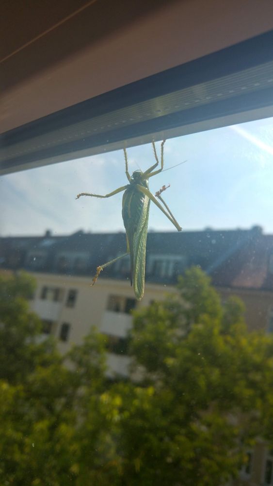 Ein großer Grasshüpfer aussen an einem Fenster.
