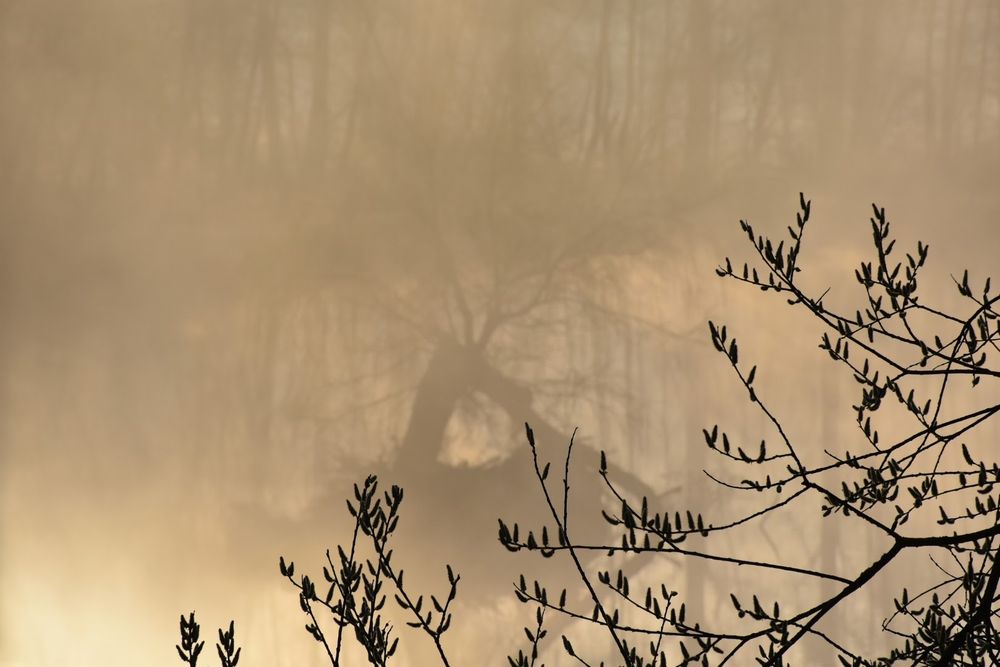 Baum im Gelblichen Nebel