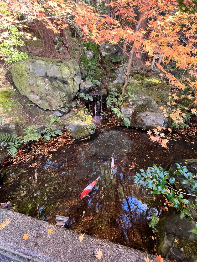 鯉のいる池。紅葉が川面に浮かんでいるのも趣がある。