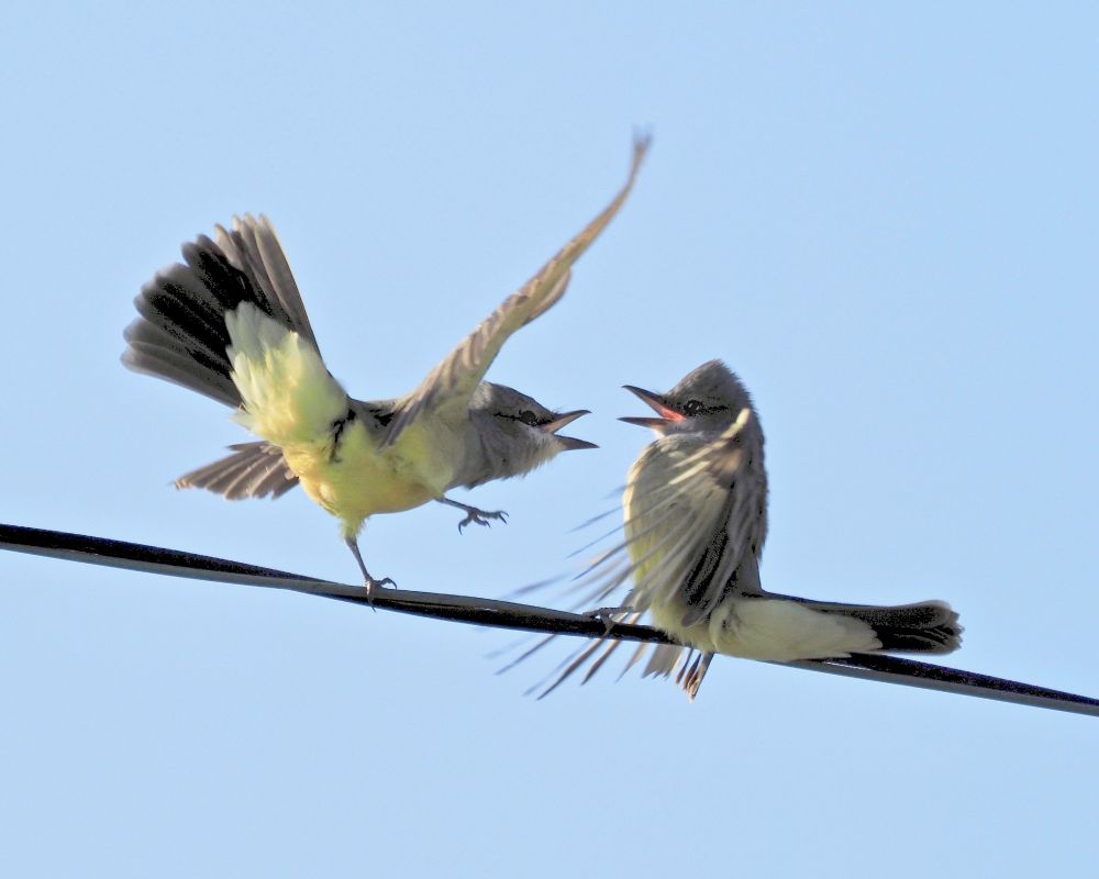 Cassin's Kingbirds