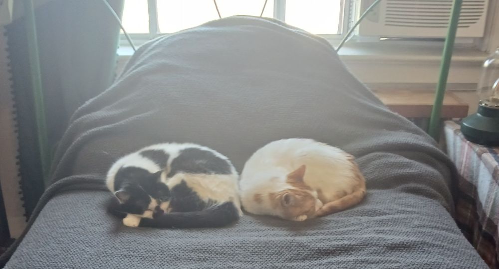 Two cats curled up beside each other on a bed. 