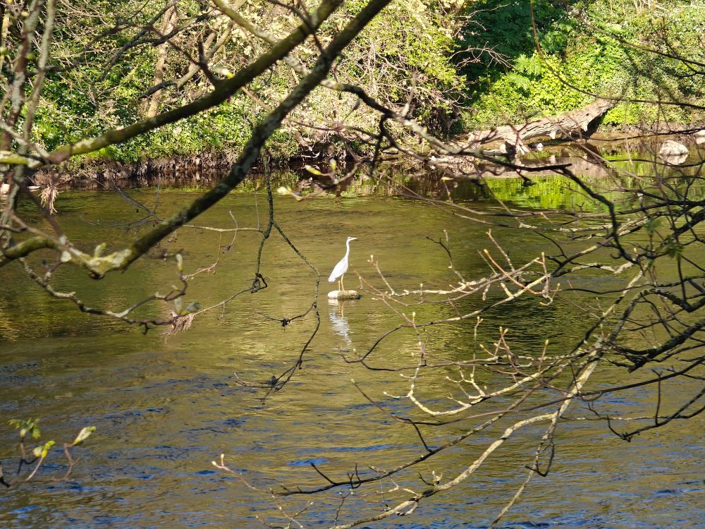 A heron standing on a stone in a river in North Yorkshire, UK.
The heron is framed by bare tree branches in the foreground