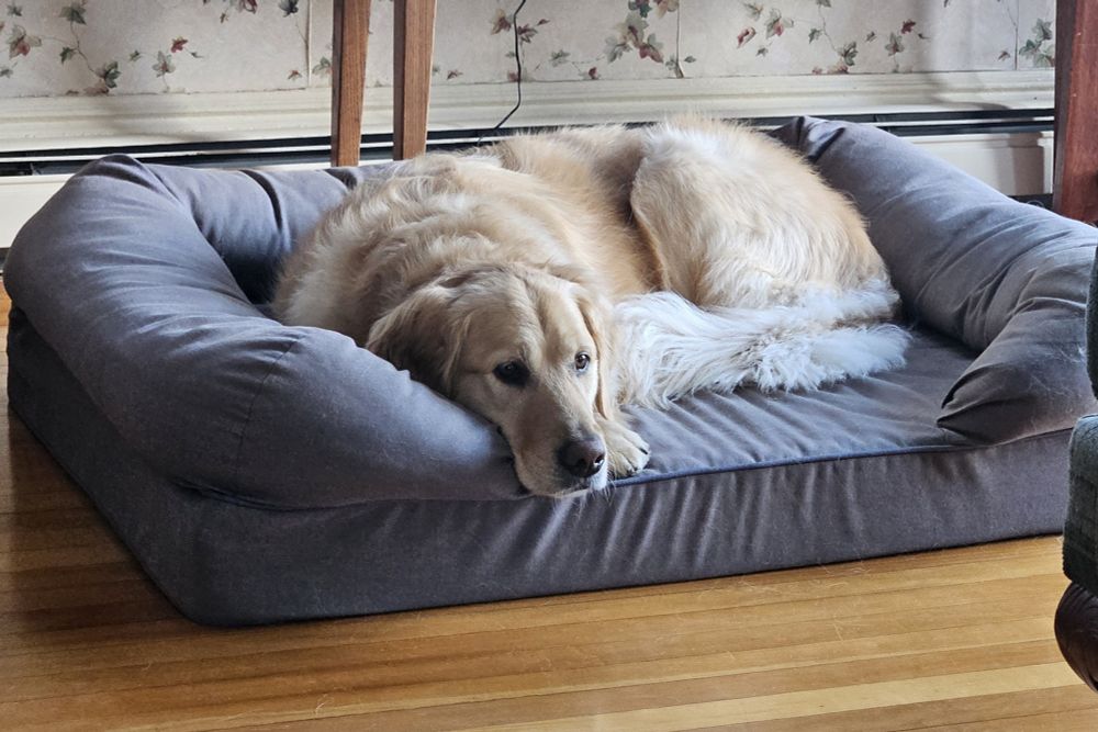 A photograph of an adult golden retriever. The dog is lying down on a large gray dog bed. The bed is on a hardwood floor. Behind it is a wall with floral wallpaper. The dog is curled up on the bed and making eye contact with the camera. 