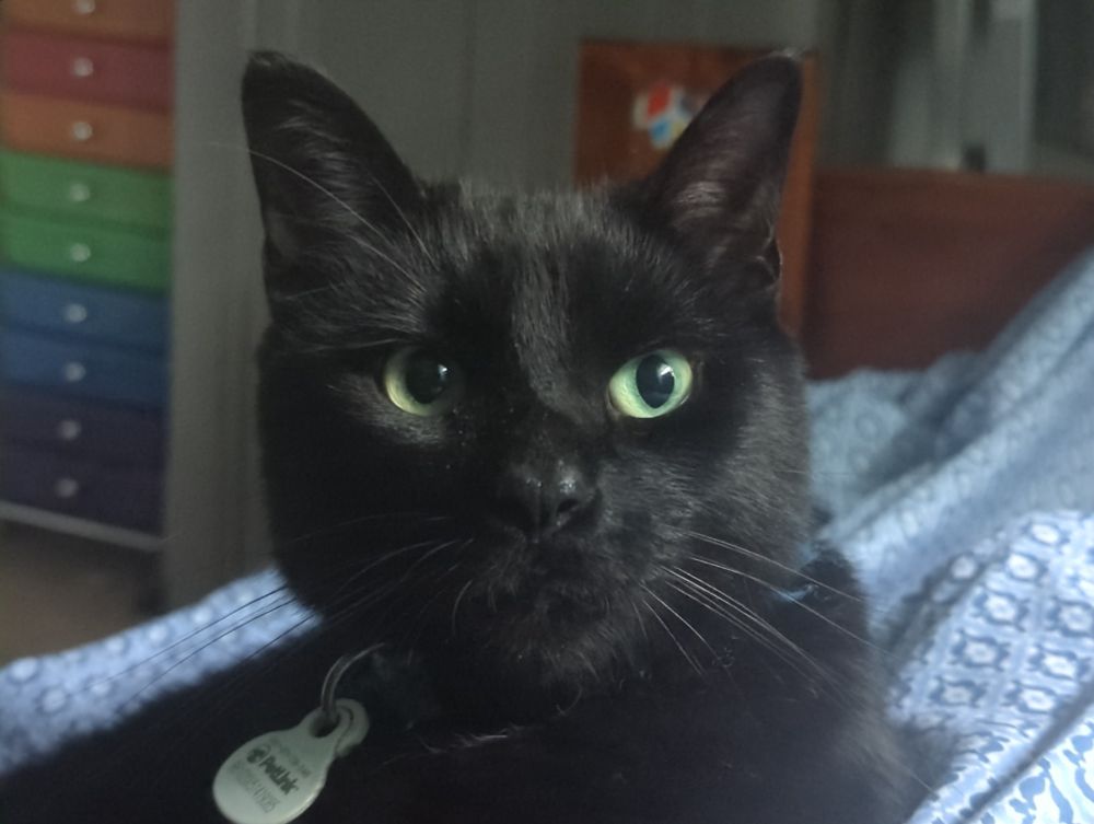 My black cat Ripley on a blue shhet looking off camera. He has pretty yellow eyes.