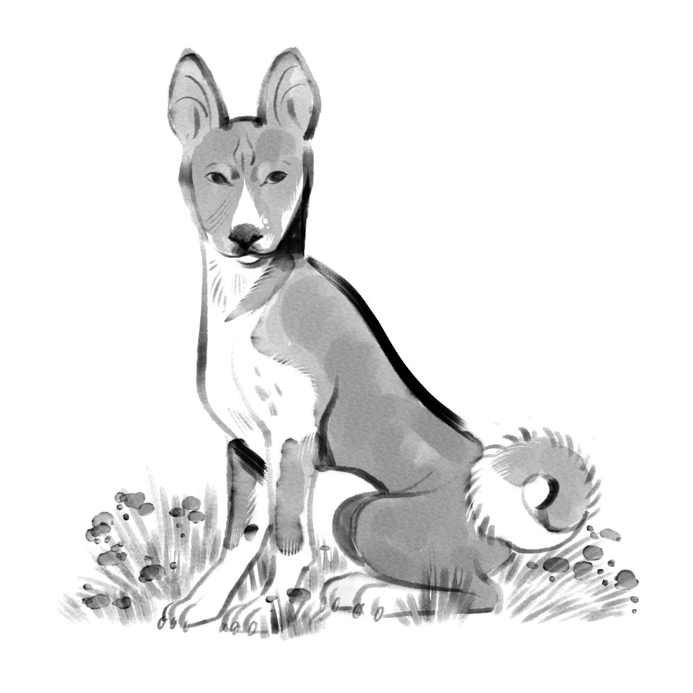 Digital ink drawing of a Basenji sitting in a patch of grass and flowers.