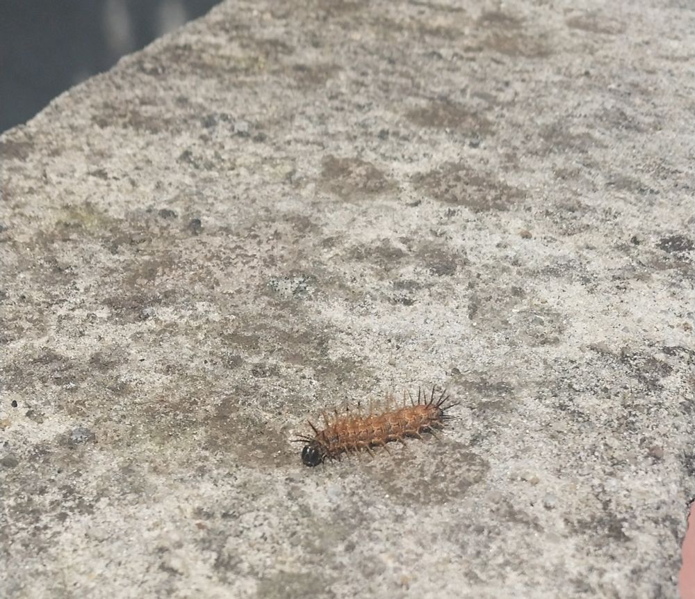 taturana preta e laranja, cheia de espinhos. não sei a espécie.