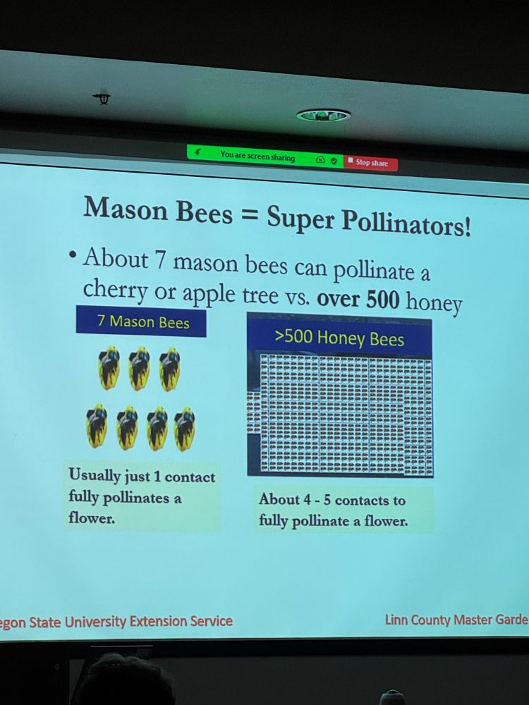 Why? Because mason bees are incredible! They’ll save this world if we let them. 