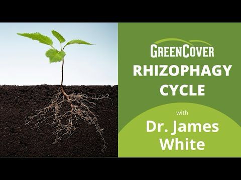 Rhizophagy Cycle with Dr. James White