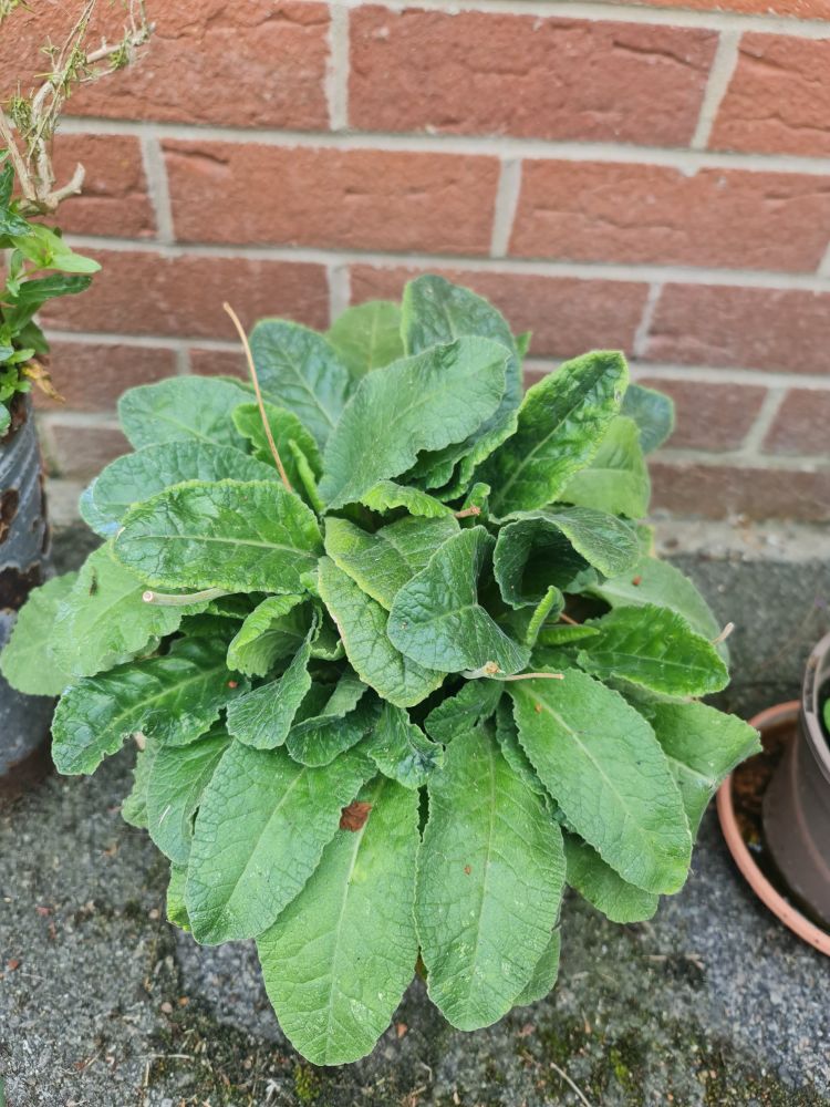 A potted cowslip with no flowers blooming. 