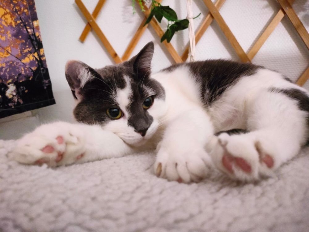 White and dark gray cat laying down like she was placed there like a plushie 