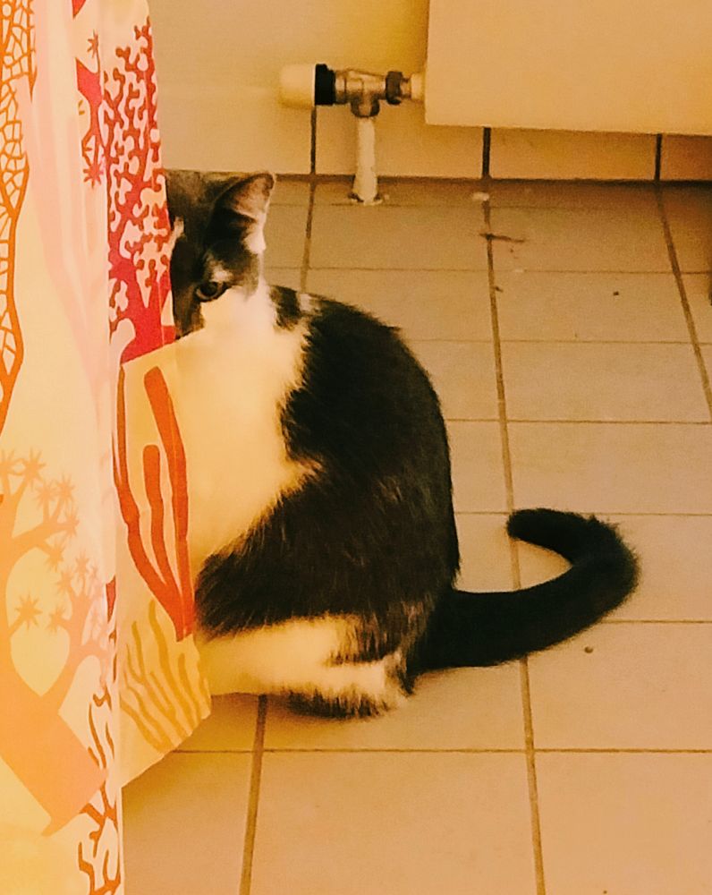 A grey and white cat suspiciously staring from behind the curtain with only half the face visible, but like she forgot to hide the rest of her body which is fully visible