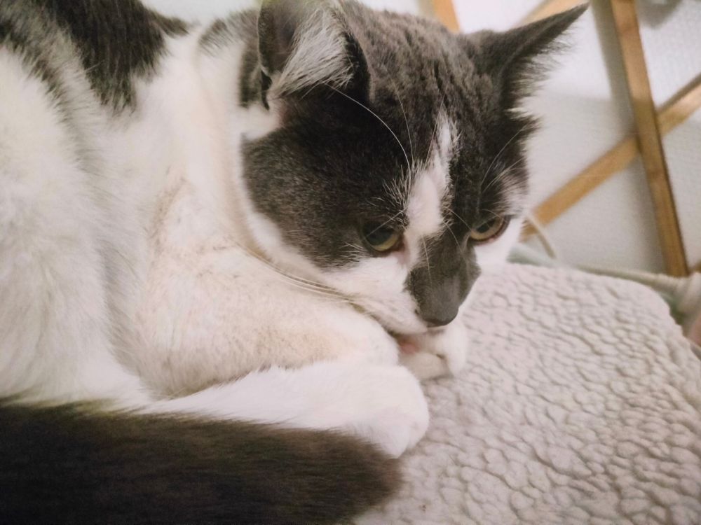 Dark grey and white cat loafing, looking suspicious but cannot escape looking cute