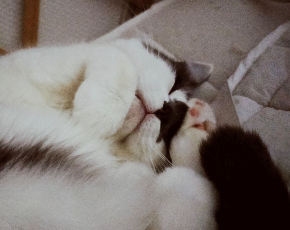 Close up of a white and dark gray cat, curled up in her back