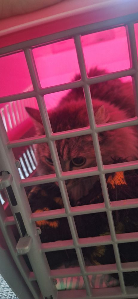 A cat stuck inside a pet cradle