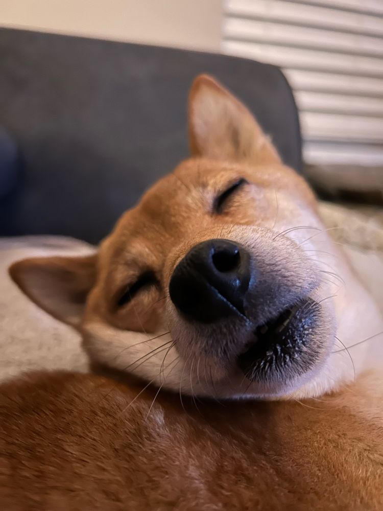 A Shiba Inu dog close up to it’s face and nose, taking a snooze on the couch 