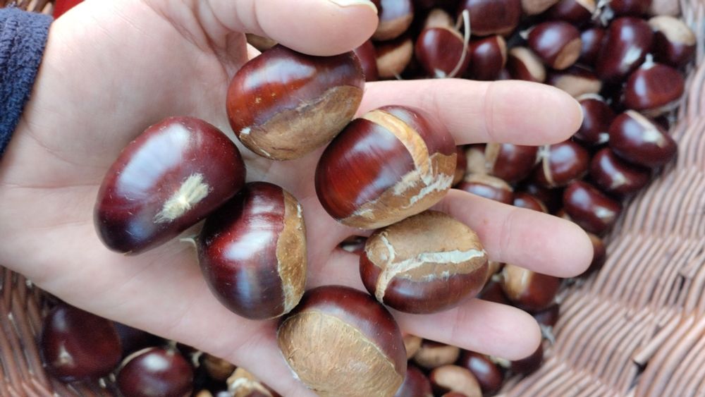 Photo d'une main tenant 6 grosses châtaignes