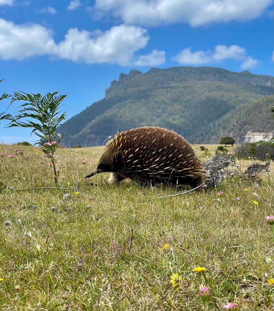 Echidna (Tachyglossus aculeatus) walking in the grass with Mount Maria in the background 