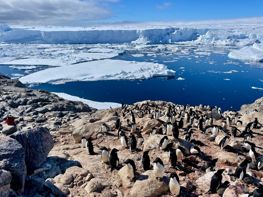 Adelie penguins’ rookerie with sea ice and a glacier in the background 