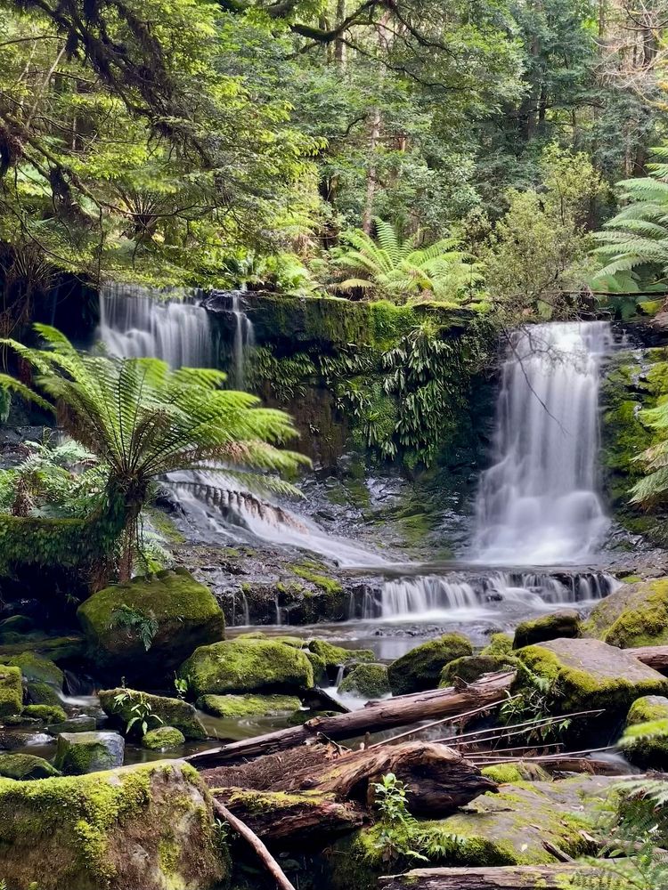 Waterfalls with fern trees in luxurious forest 
