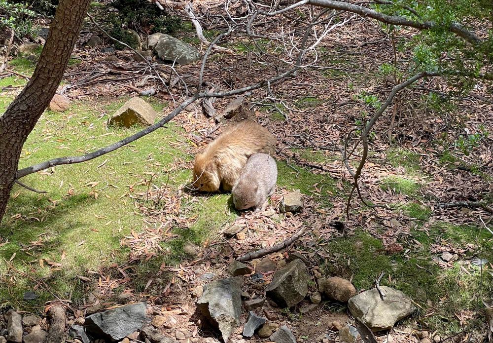 A wisdom of wombats (Vombatus ursinus) - mother and cub grazing 