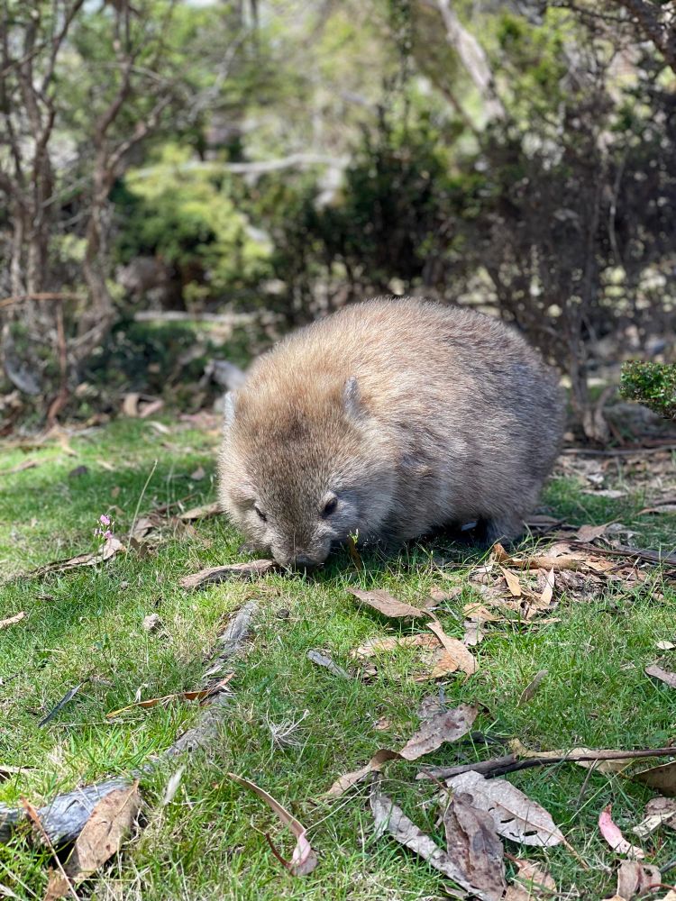 Wombat (Vombatus ursinus) grazing 