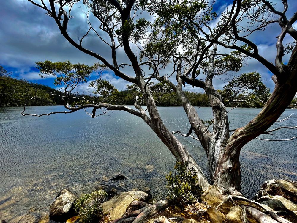 Gum tree in front of a lake in alpine Tasmanian landscape 