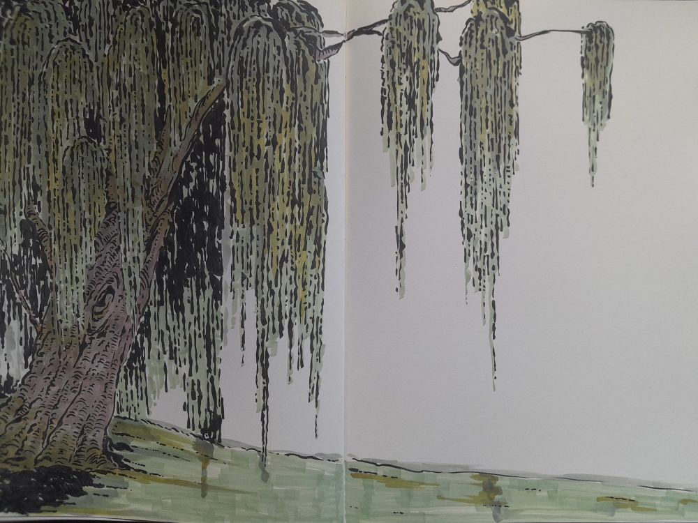 Sketchbook drawing of a weeping willow drawn with a brushpen and colored with copic markers