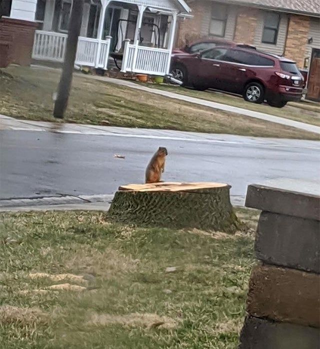 A squirrel looking at the stump where it's tree used to be