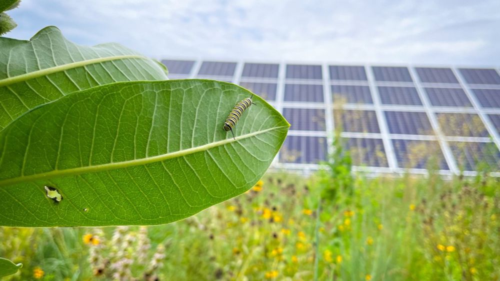 Insektensterben: Solaranlagen holen Bienen & Co. zurück auf ehemaliges Ackerland