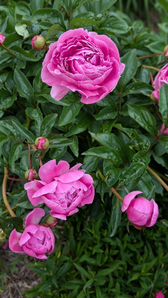 Several pink Peonies in various stages.