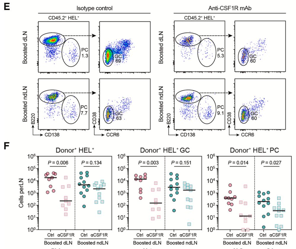 Flow cytometric analysis showing impaired recall response and GC re-entry in the draining lymph node when subcapsular sinus macrophages are depleted with anti-CSF1R mAb.