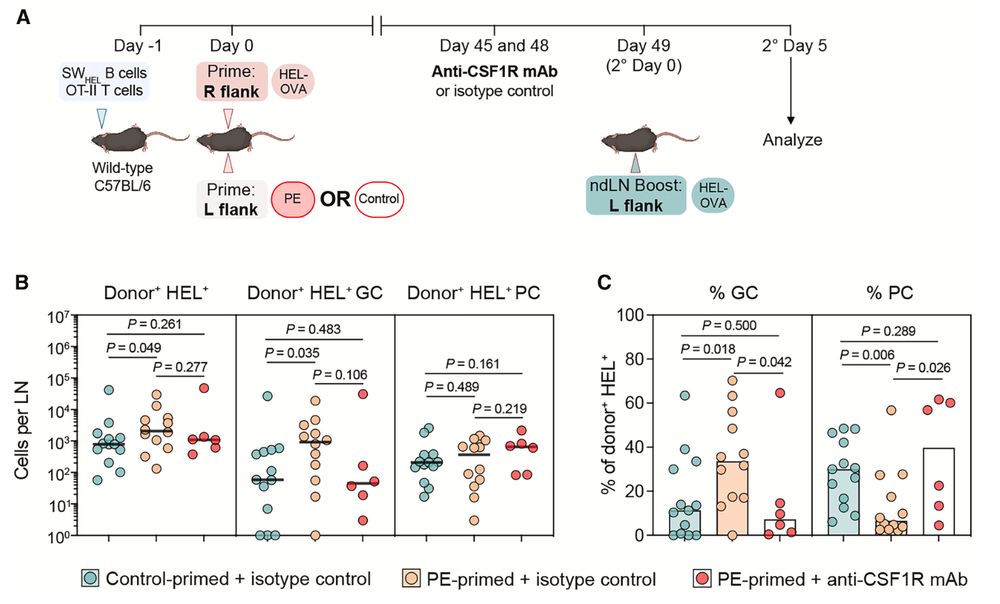 Experimental design and enumeration of the recall response in non-draining lymph node that had been 'primed' with an irrelevant, non-cognate antigen.
