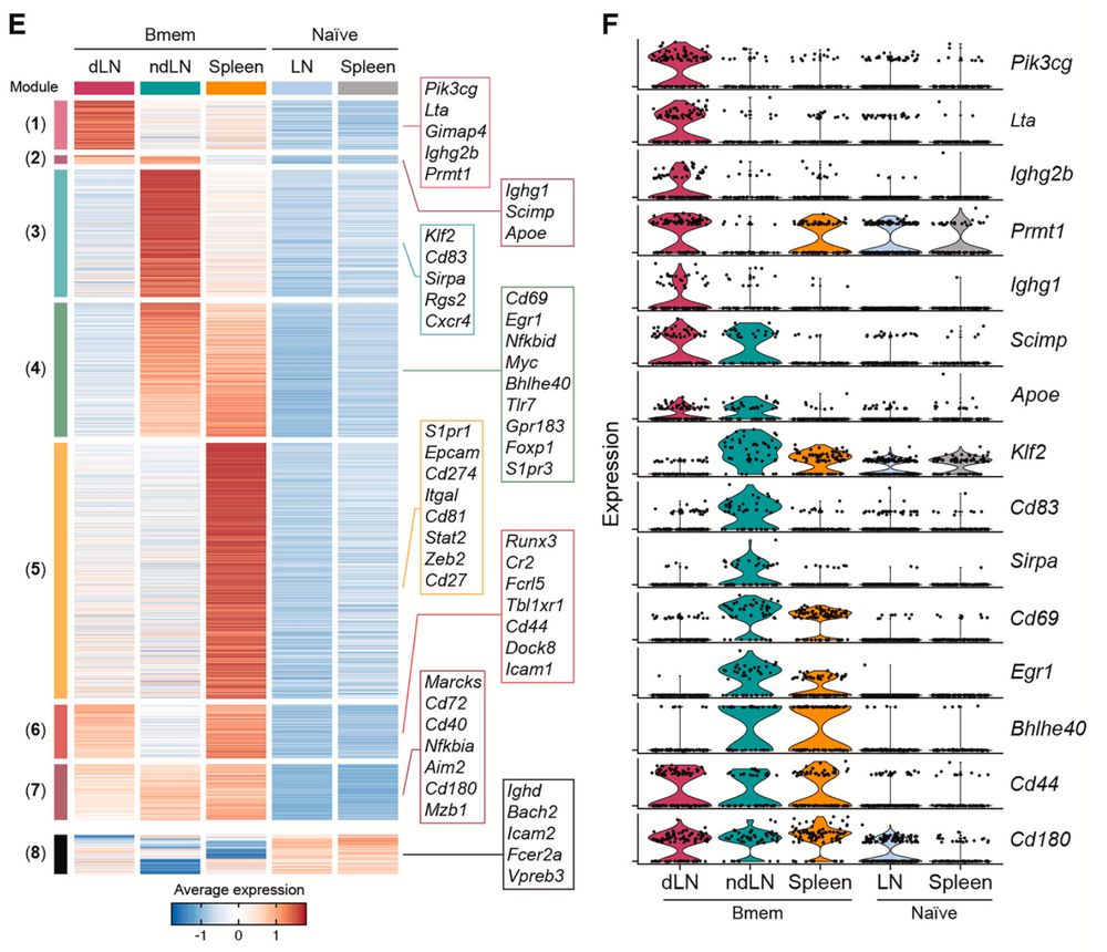 Heatmap and violin plots showing differentially expressed genes between memory B cells in the draining lymph node, non-draining lymph node and spleen and naïve B cells in the lymph node and spleen.