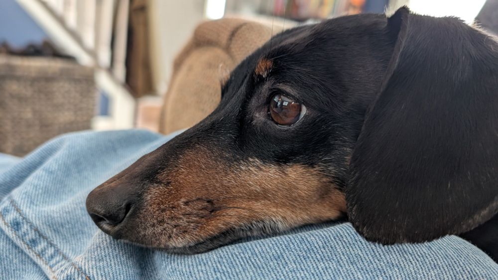 Cutest Dachshund in the world.