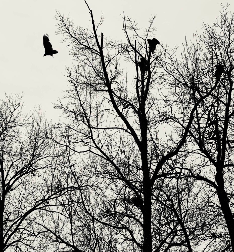 A group of treetops with their winter-bare branches criss-crossing against a gloomy sky. Three vultures sit in the branches and one is flying upward away from the trees, its wings outspread showing impressive size and presence.