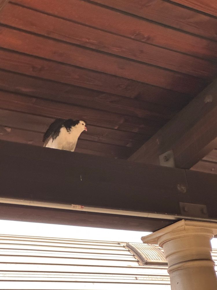 A Very Fancy Bird taking refuge in the rafters of the train station.

Not pictured: about four food containers and two water dishes set out for him.