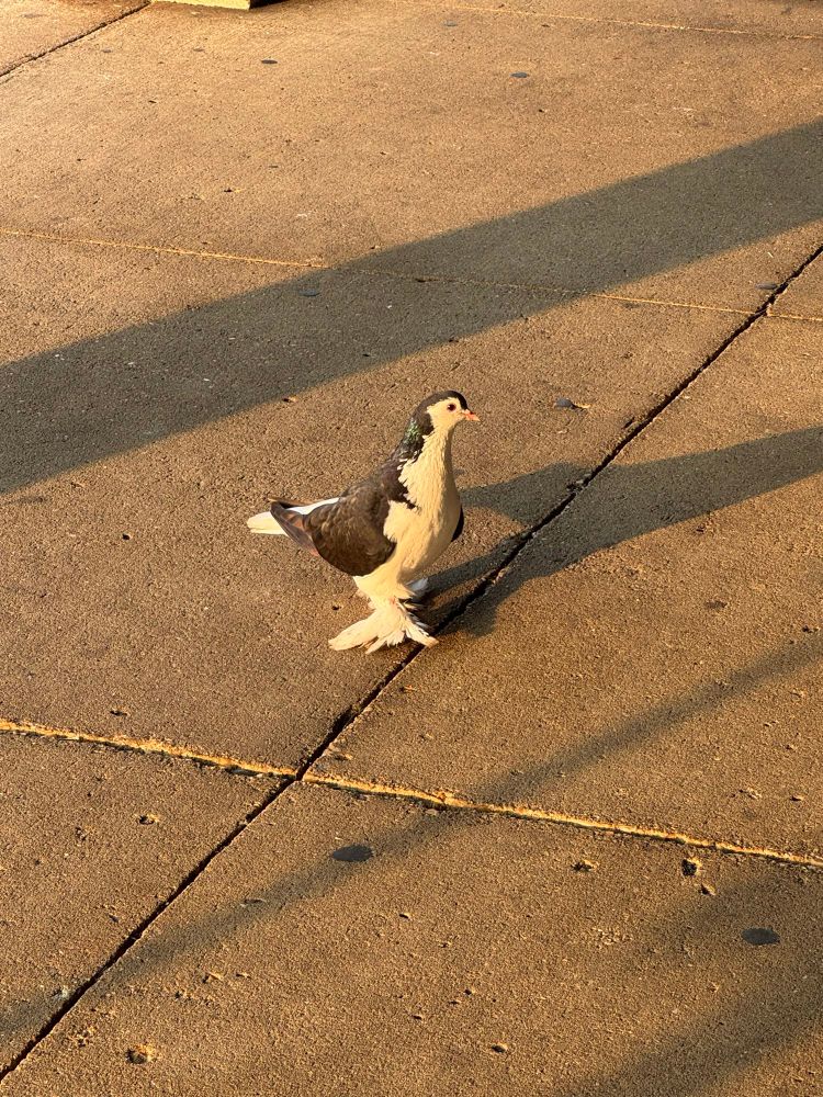 A Very Fancy Bird, clearly hatching some plot or another.