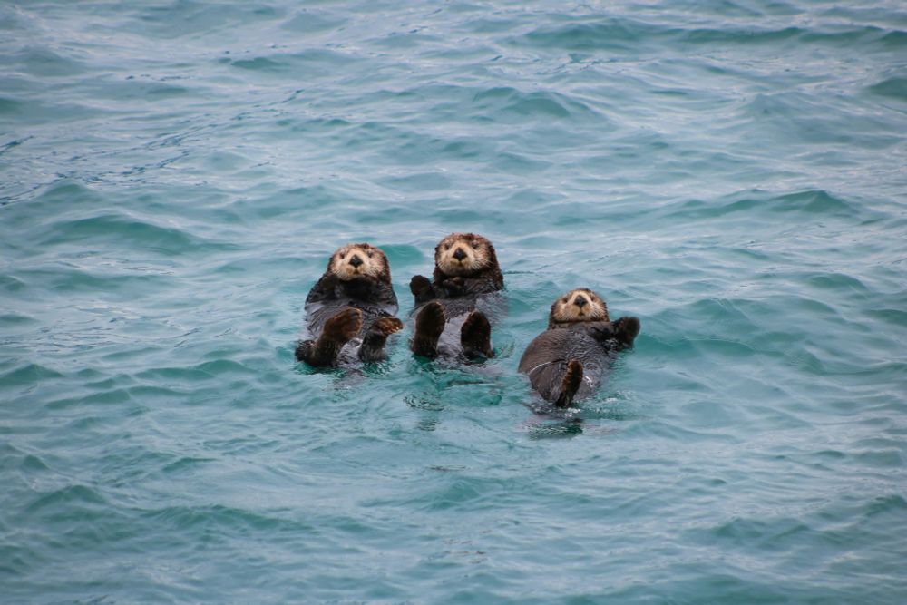 Three sea otters float with their bellies and flippers up as if dancing the cha cha. Hey!