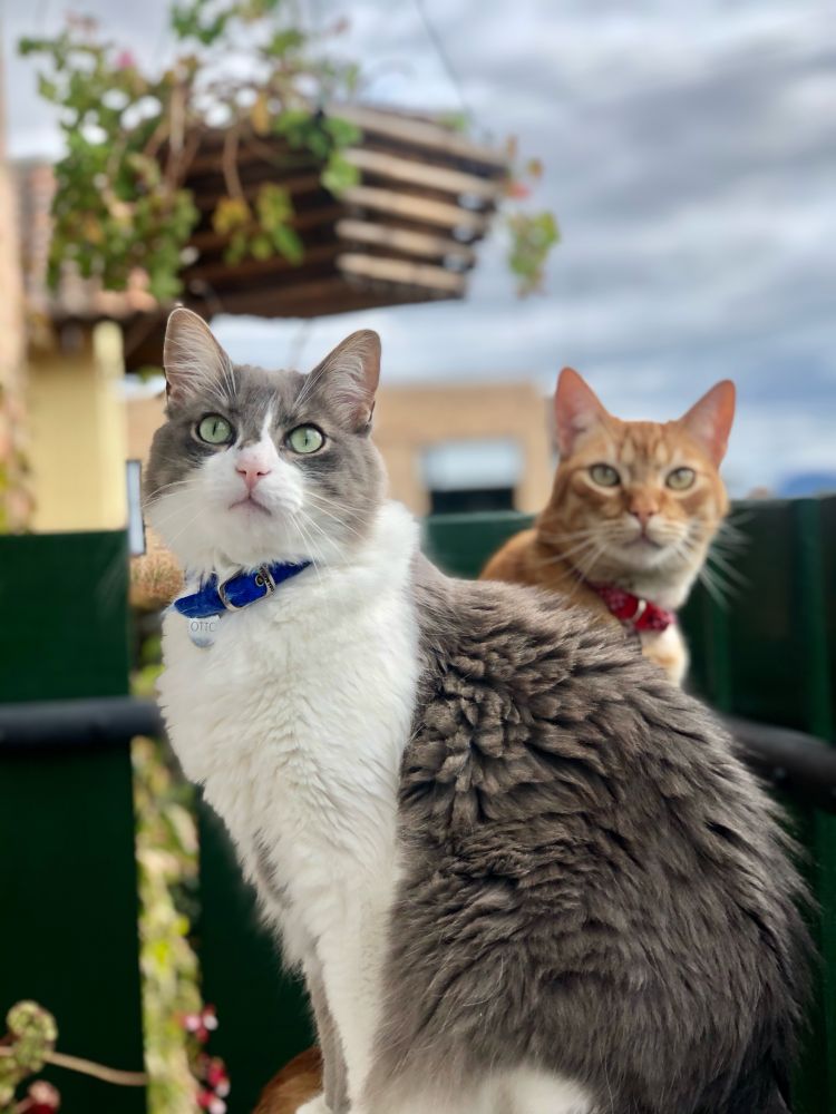 Dos gatos preciosos.