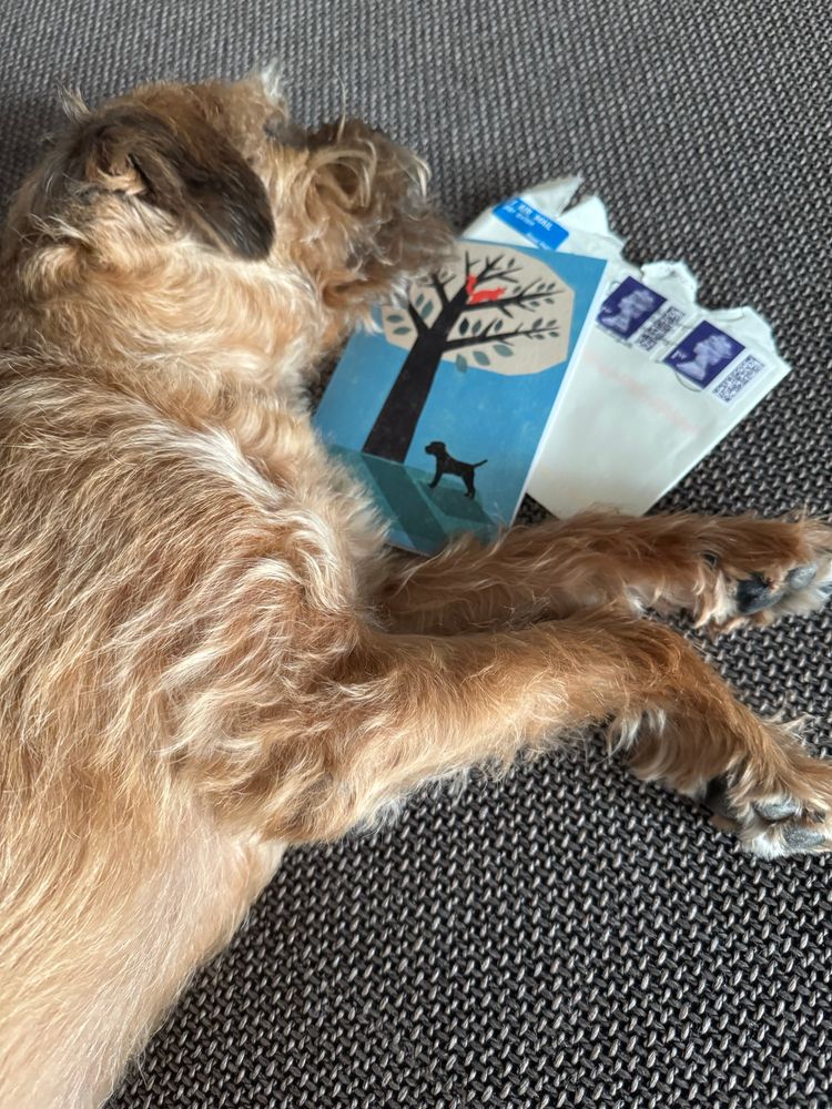 Sleeping border terrier and next to him a card showing a BT. 