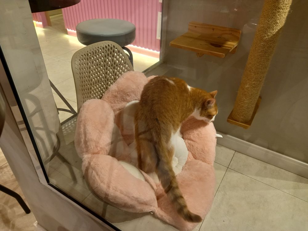 Um gato laranja gordinho