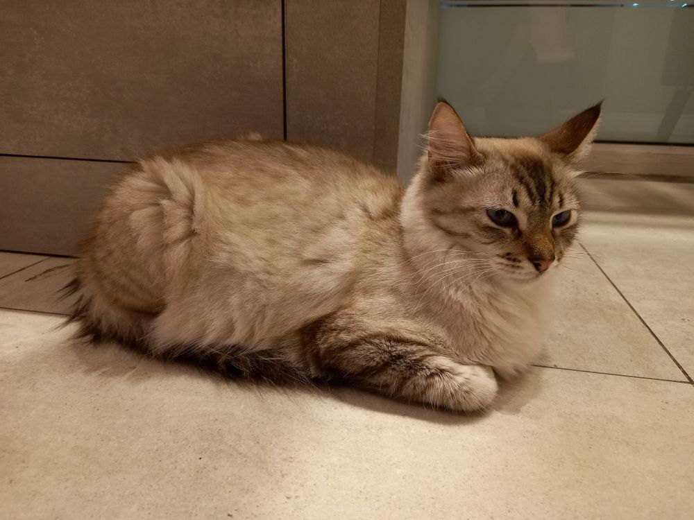 Um gato bem peludo em formato de pão de forma