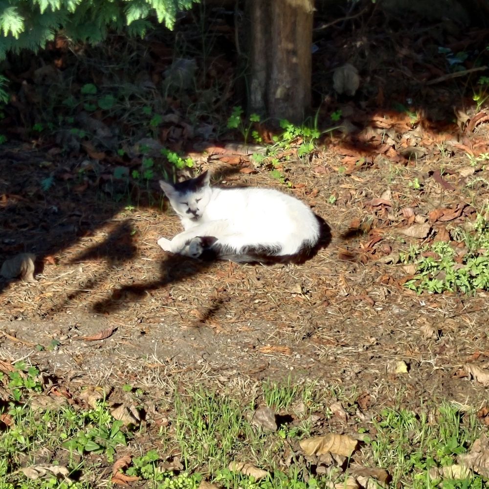 picture of a half-asleep cat sitting in the partial shade of a tree